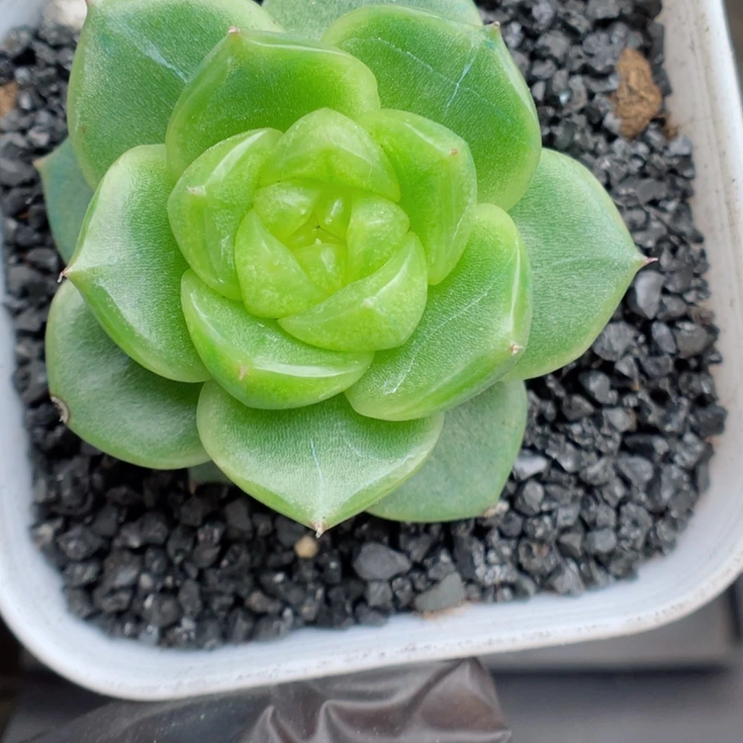 端**雪多肉植物珍妮个体