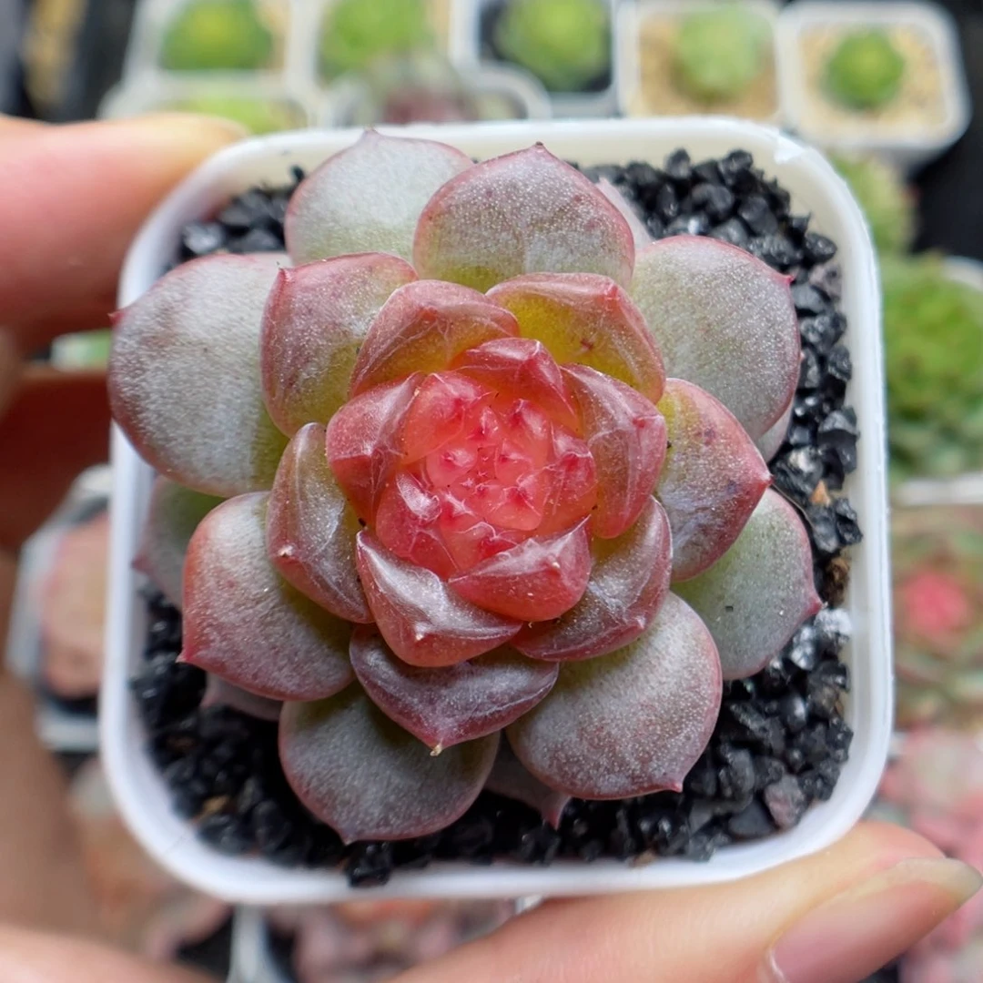 多肉植物糖心单头40