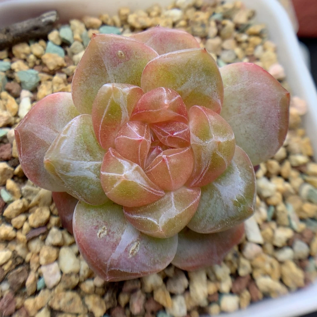 多肉植物糖心个体22