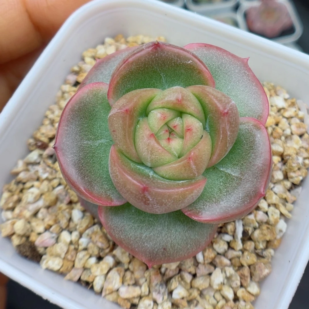 多肉植物珍妮个体26