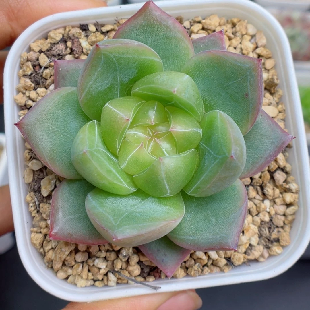 多肉植物珍妮个体28