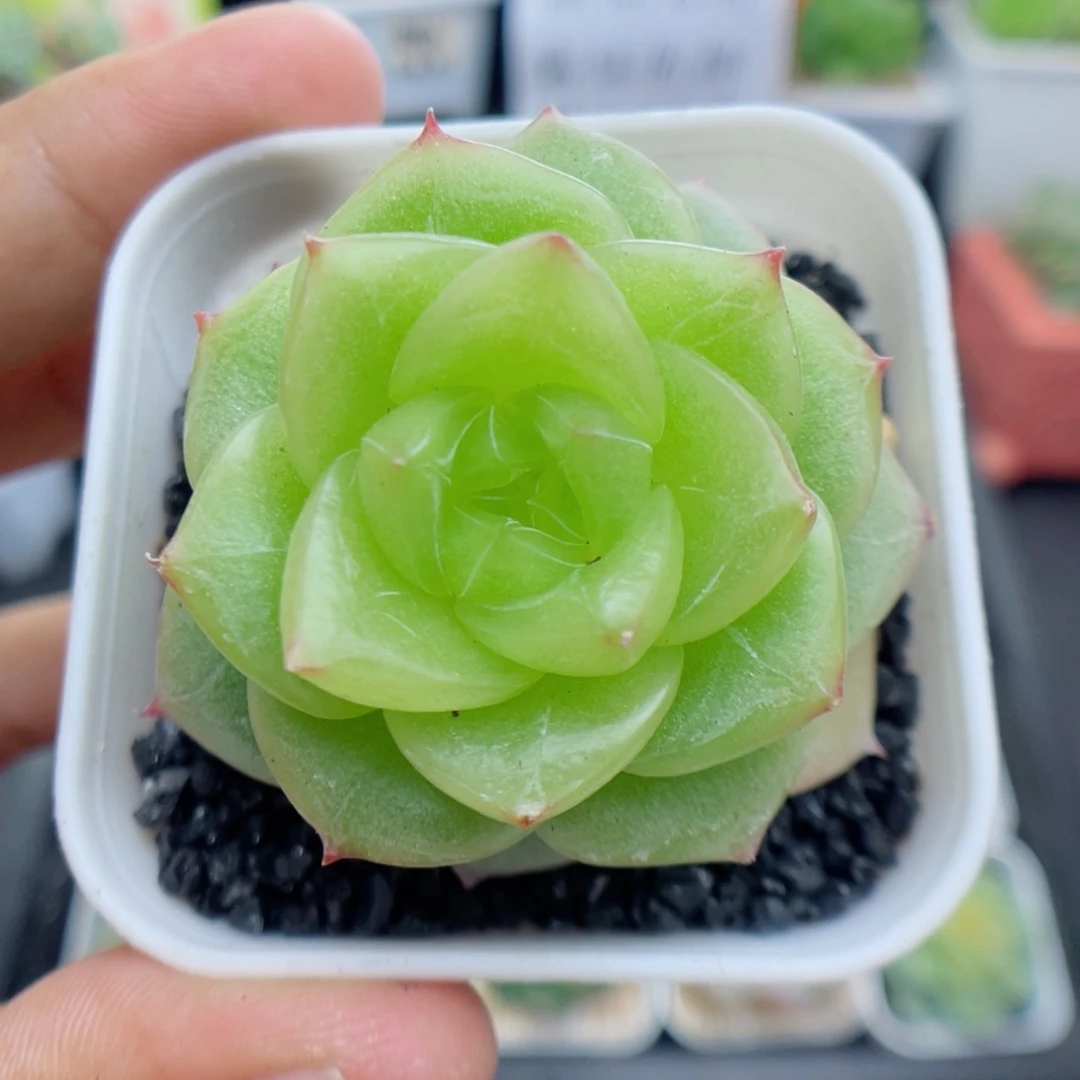 多肉植物杜若珍妮15