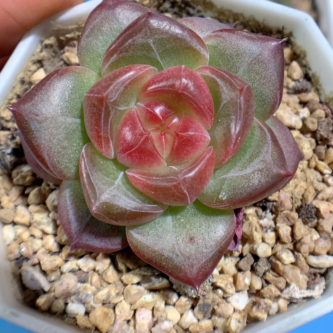 多肉植物糖心个体31