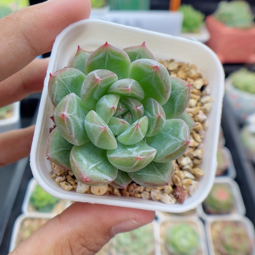 多肉植物雪花珍妮42