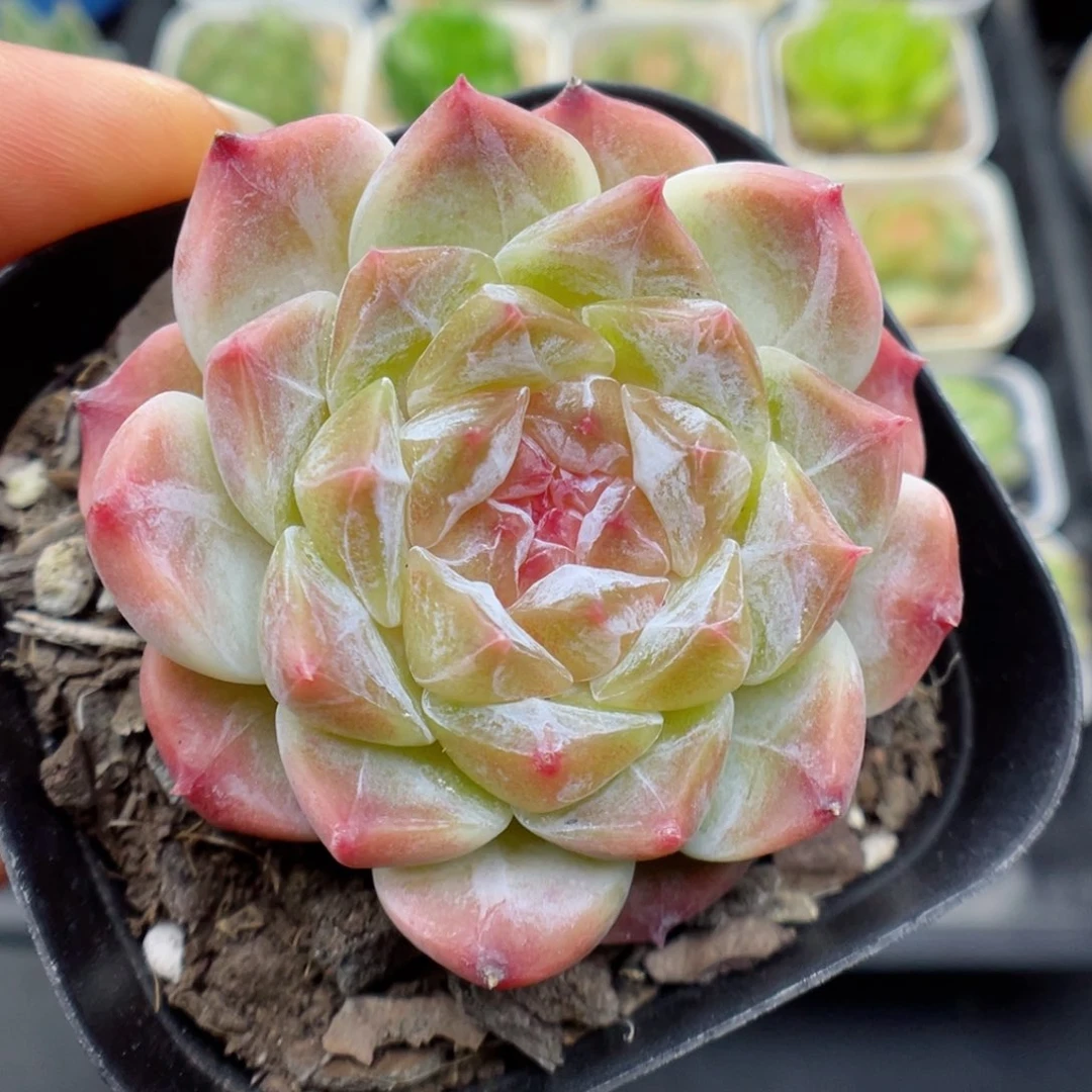 多肉植物冰魄个体39