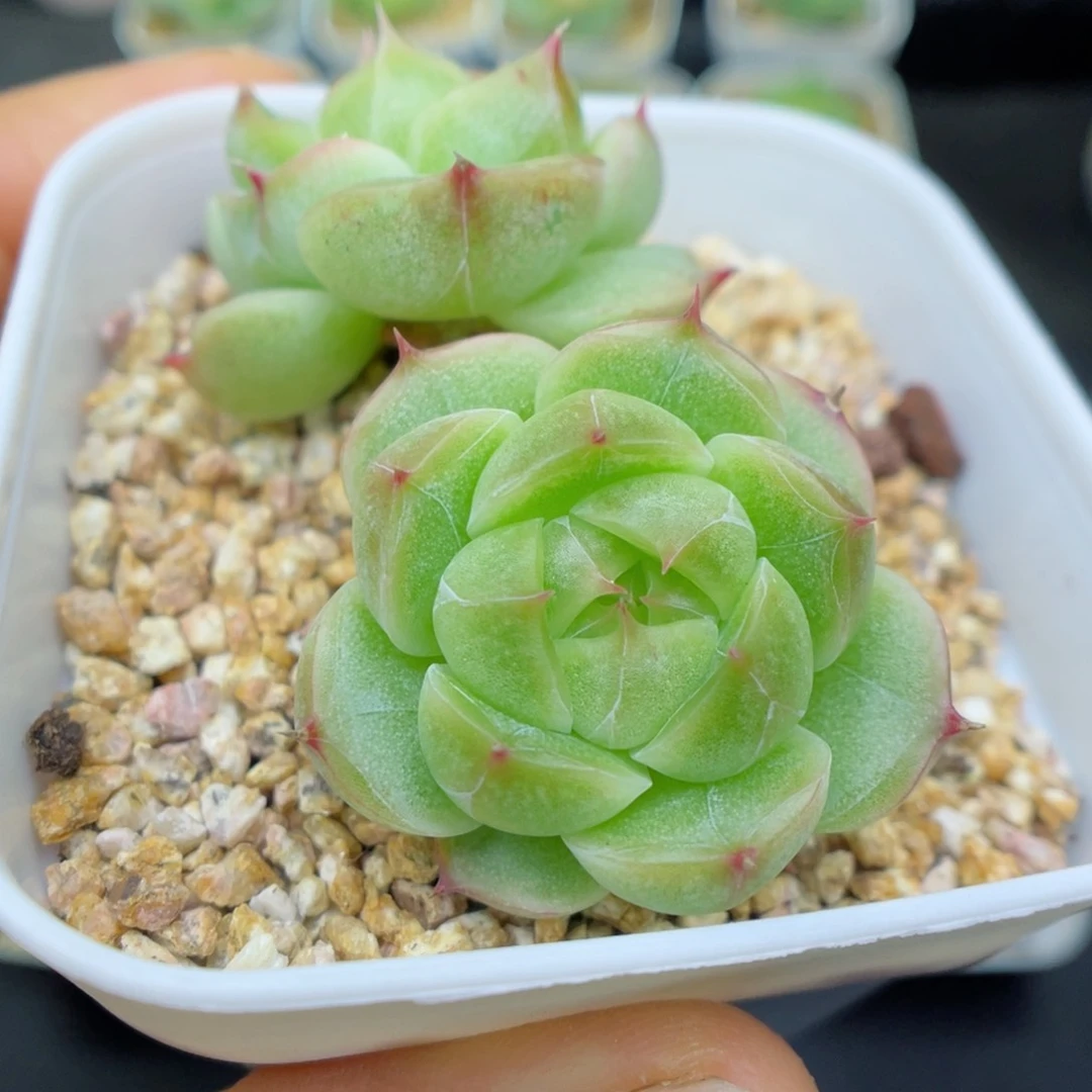 多肉植物糖心核桃79