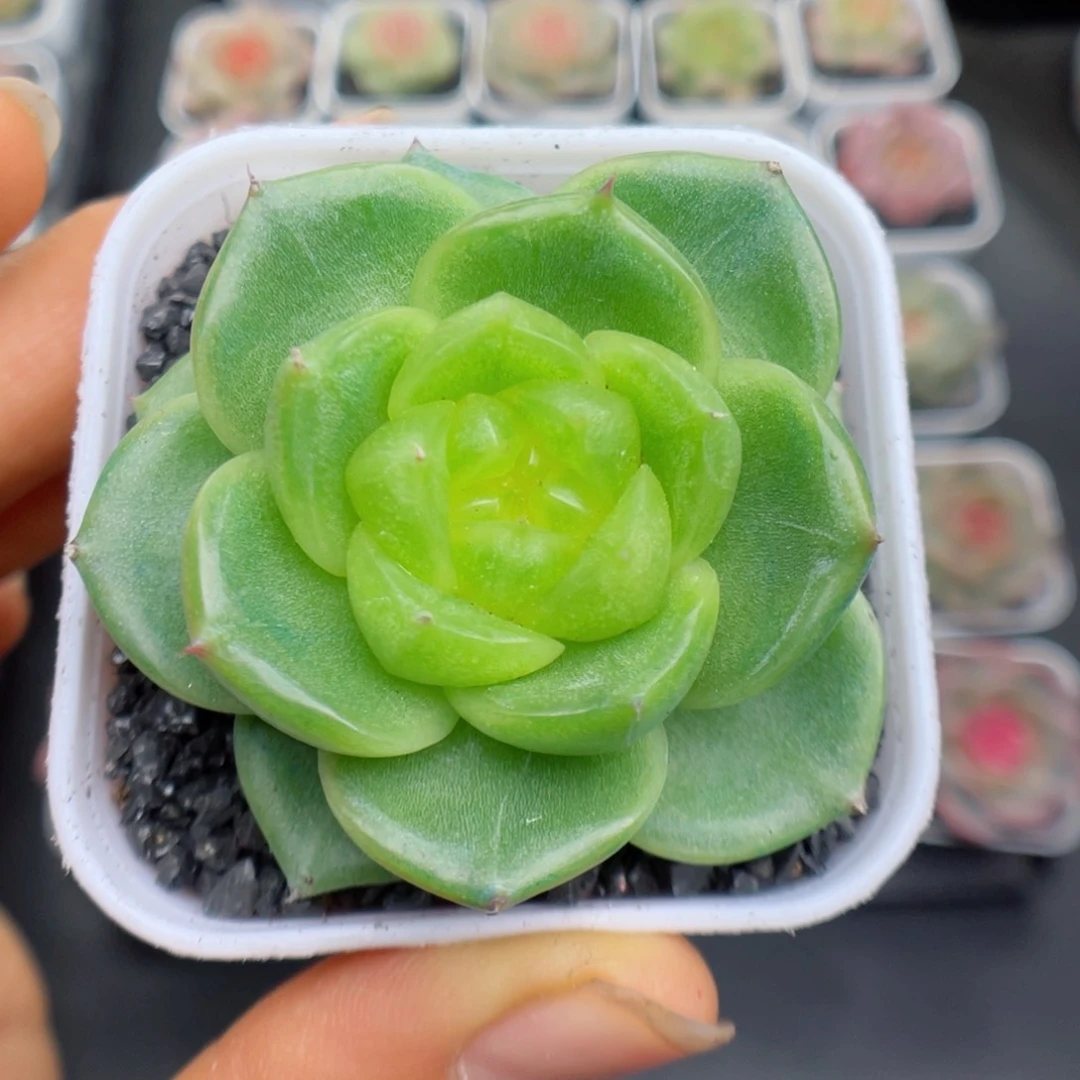 多肉植物珍妮个体33