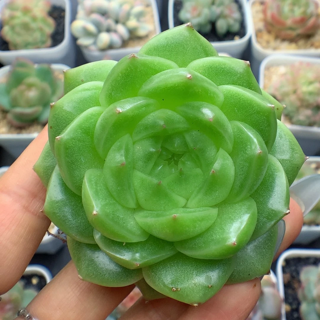 多肉植物麦秆个体31