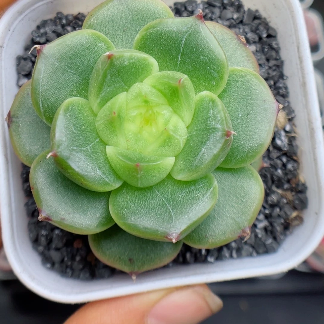 多肉植物糖心个体50