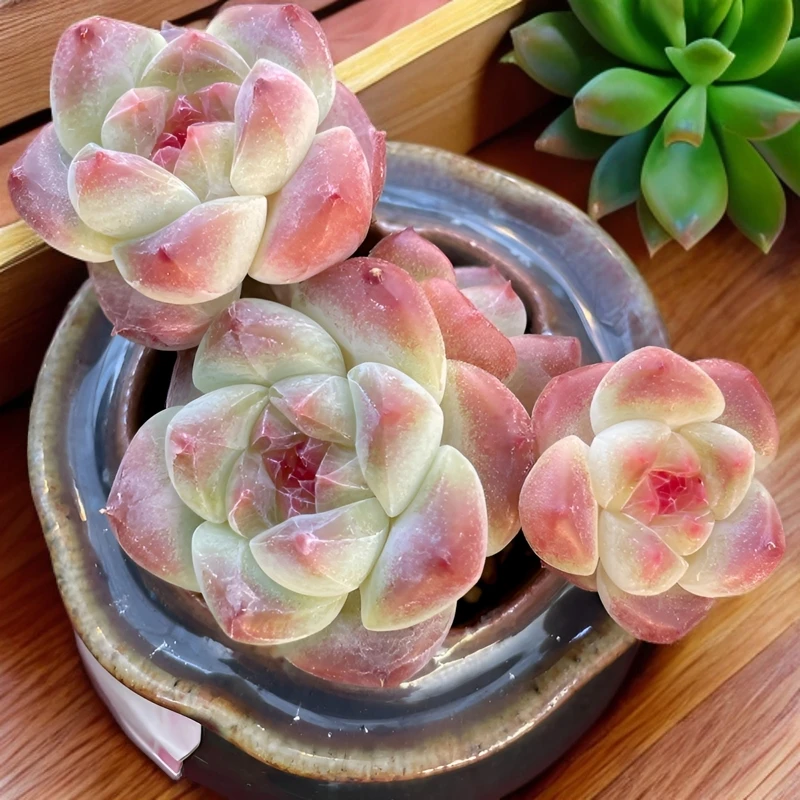 云锦多肉一物一拍1多肉绿植呆头紫乐多肉