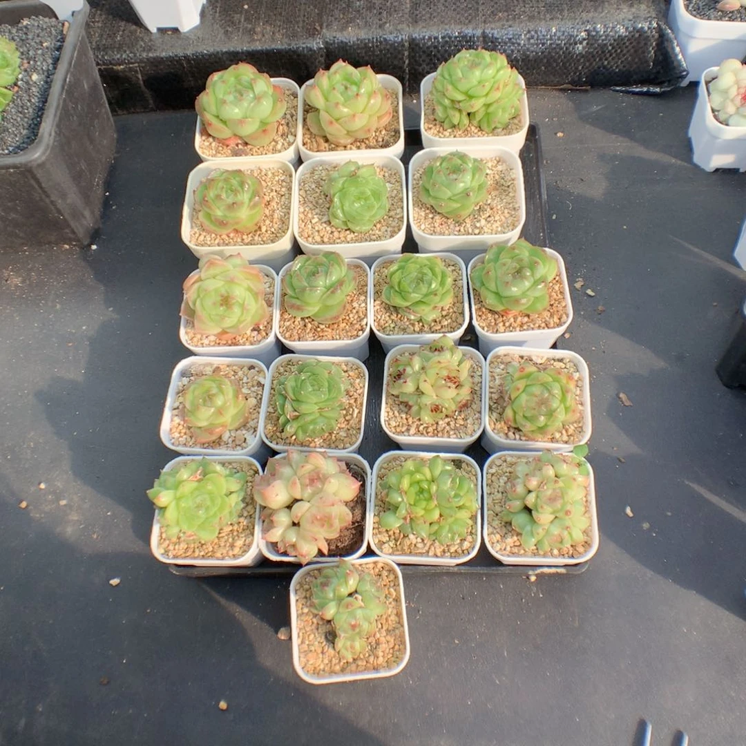 用****?多肉植物麦秆个体