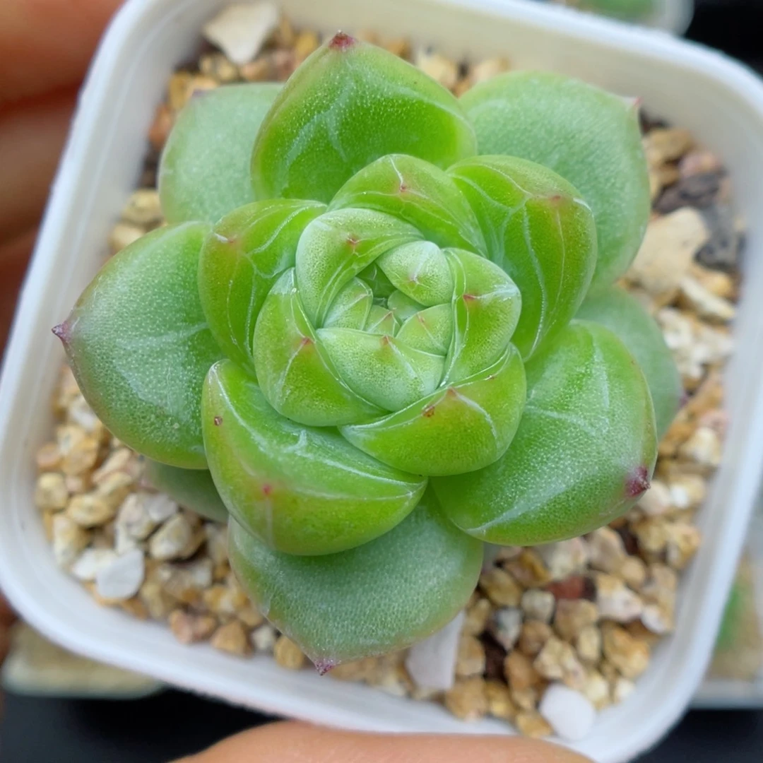 多肉植物珍妮个体61