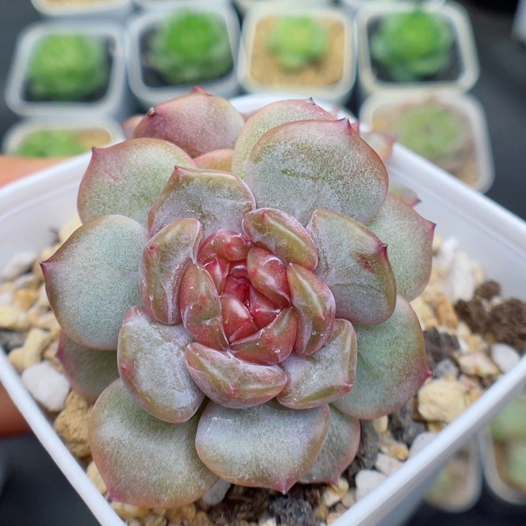 缡*多肉植物糖心红恋