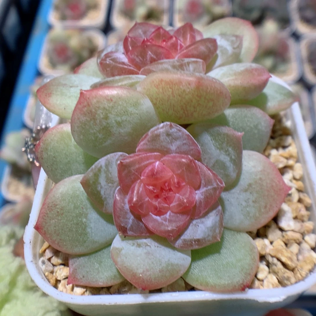 多肉植物糖心个体56