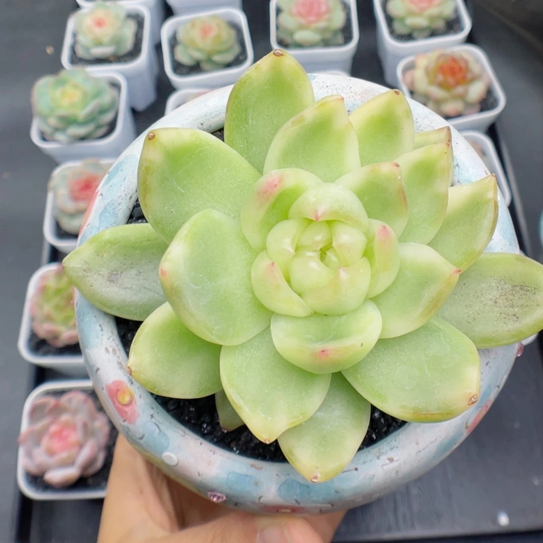 多肉植物水晶珍妮锦12