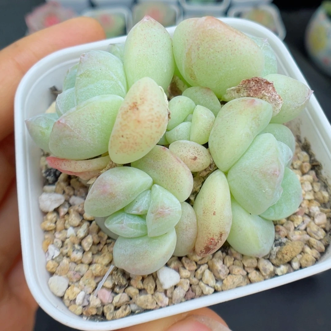 多肉植物冰玉个体50