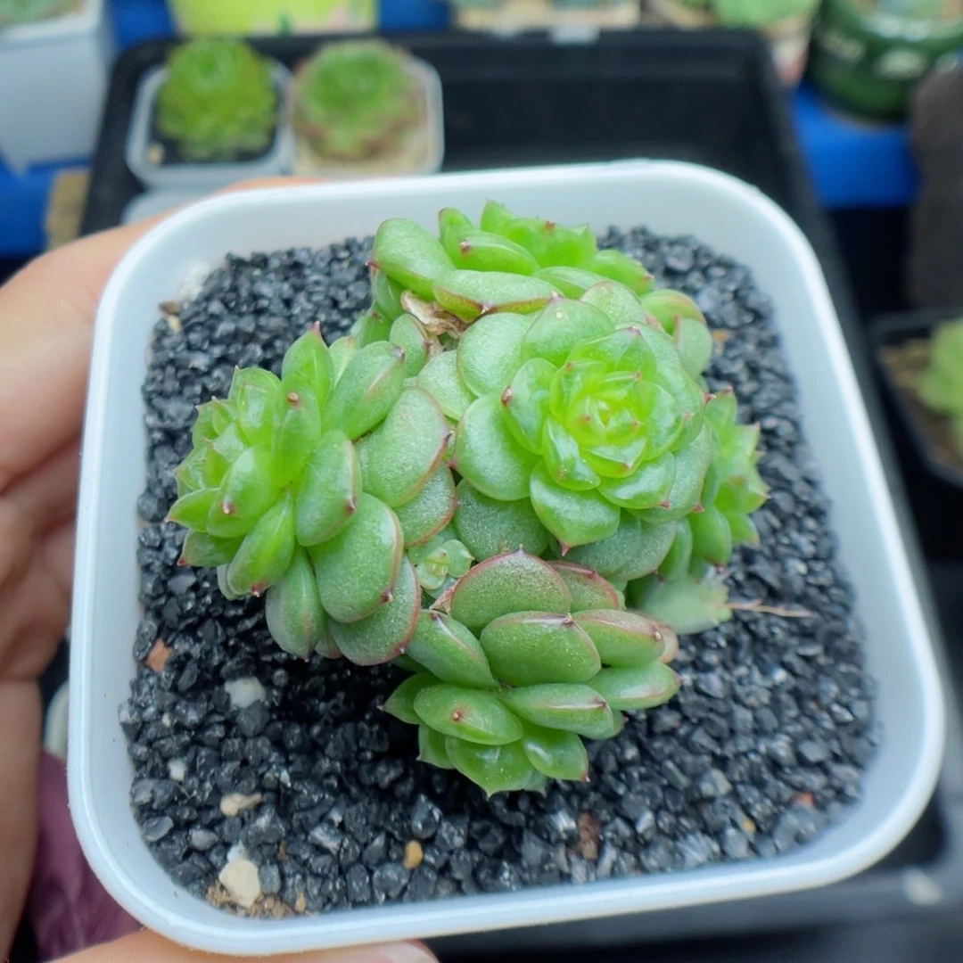 多肉植物灯泡珍妮36