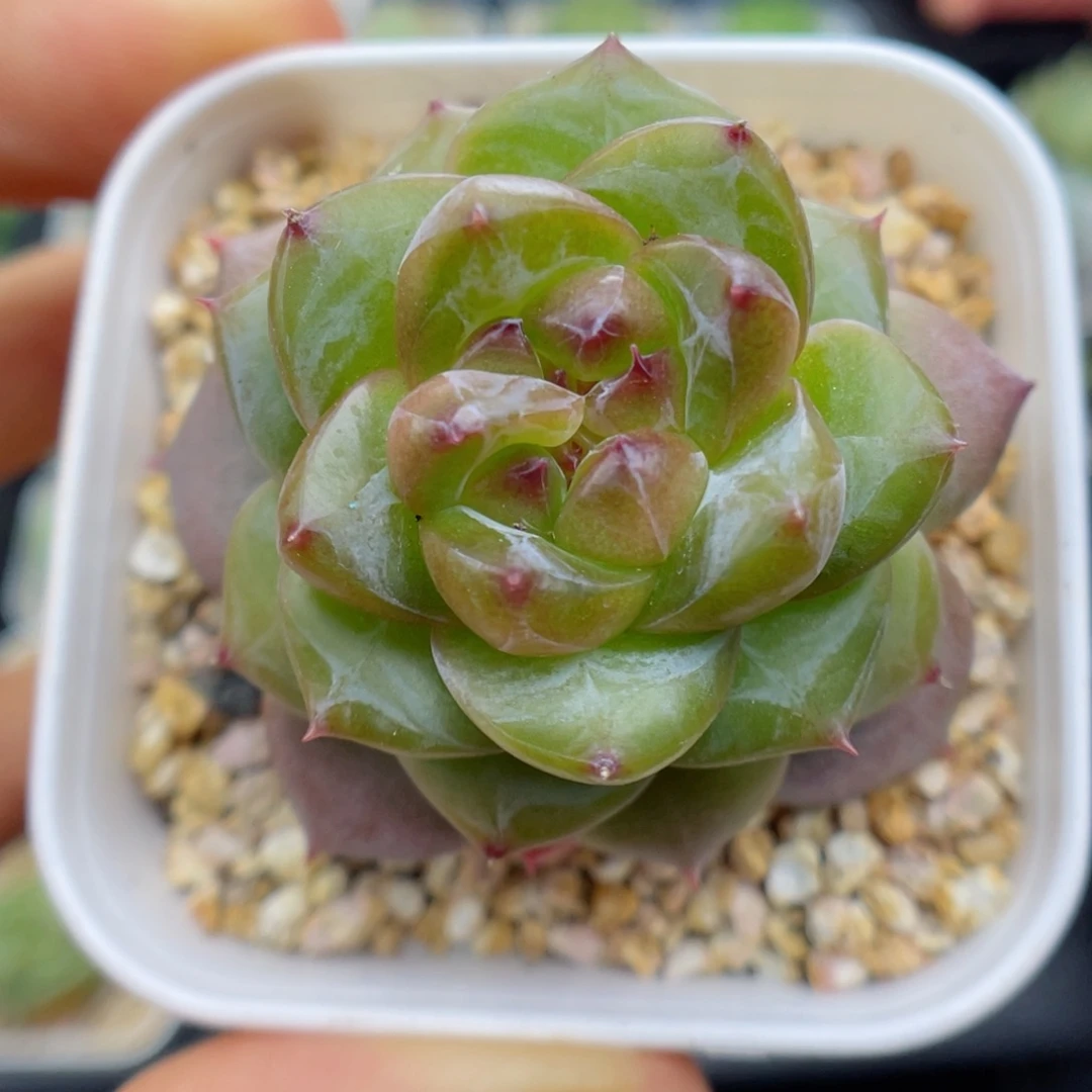 多肉植物珍妮个体44