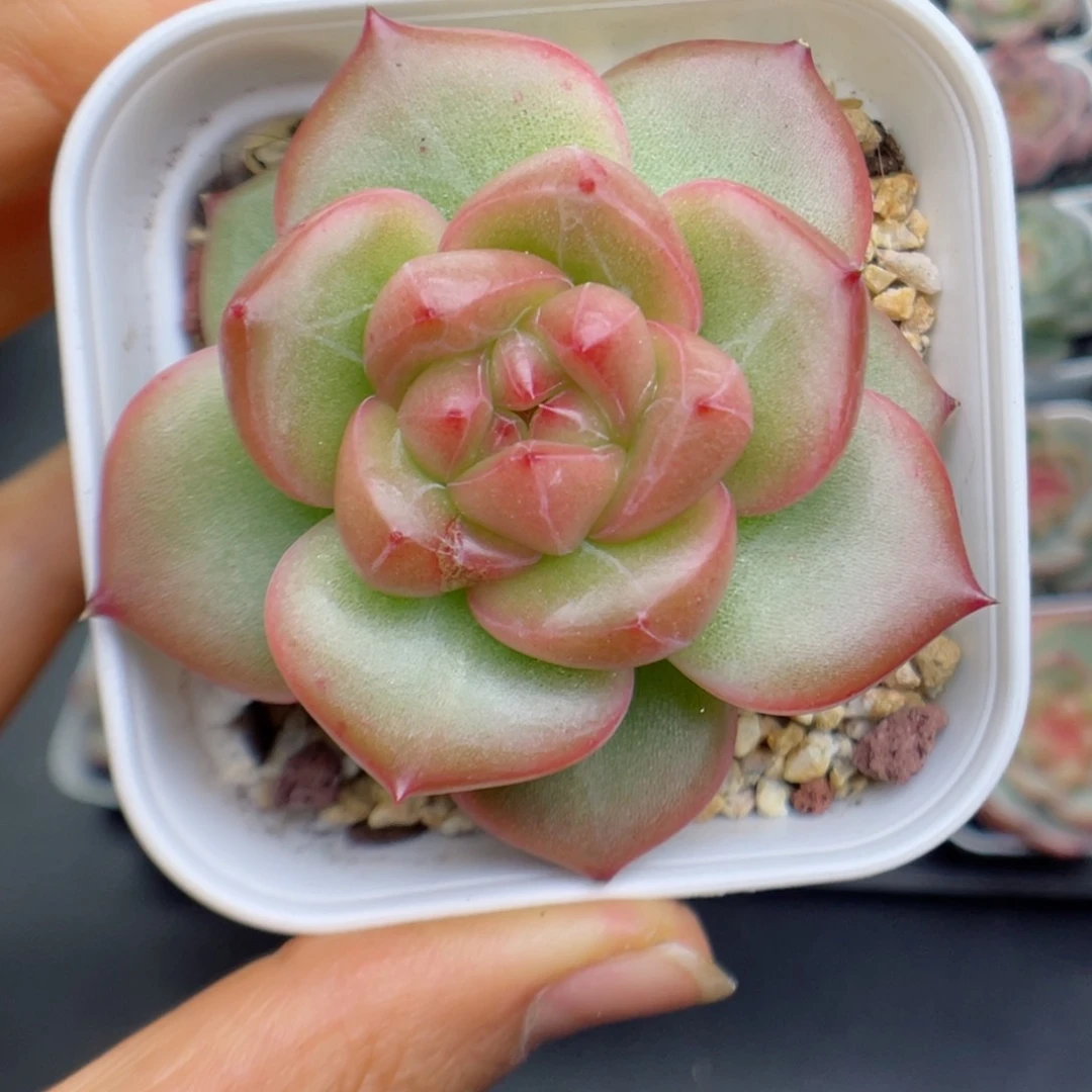 多肉植物珍妮个体22