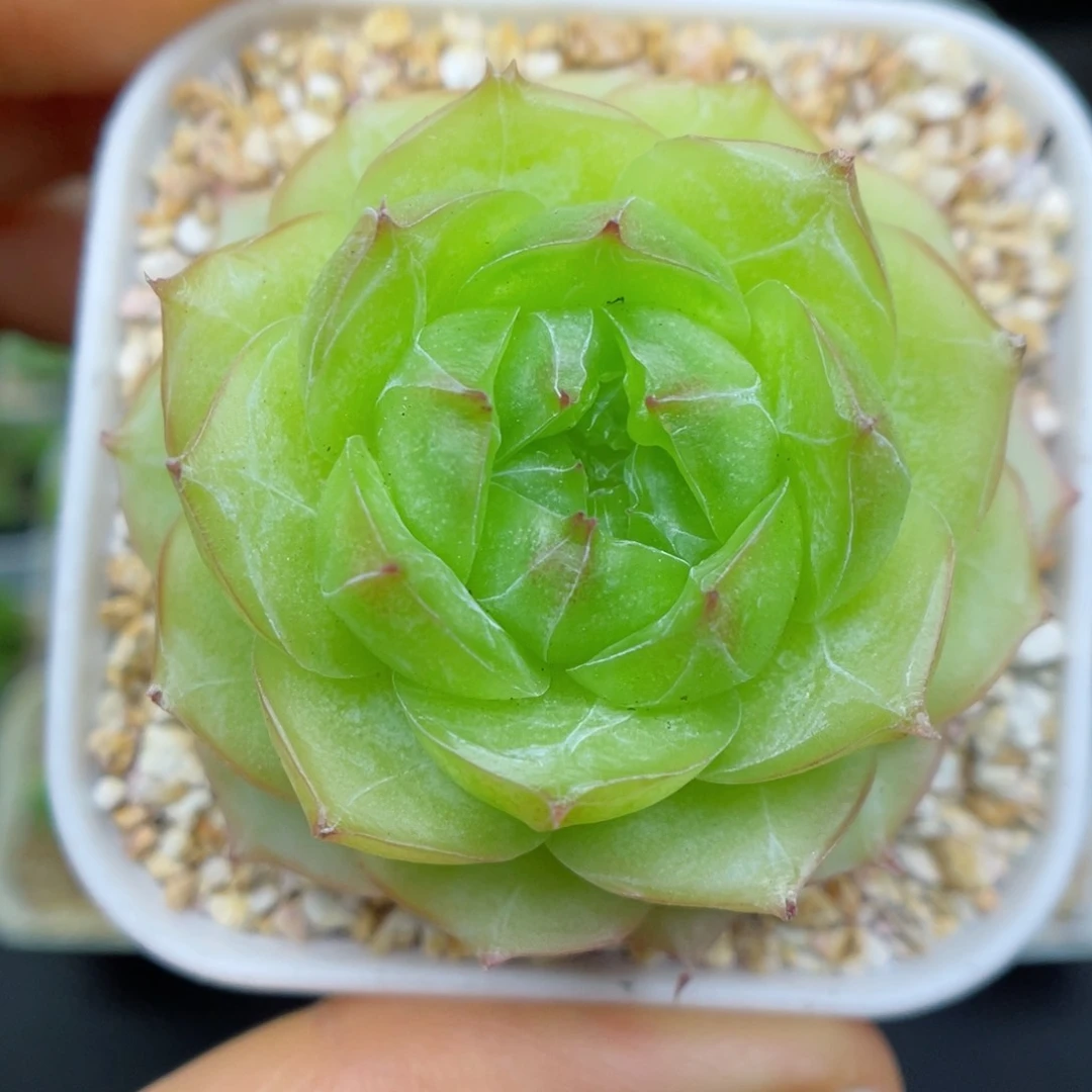 多肉植物糖心个体47