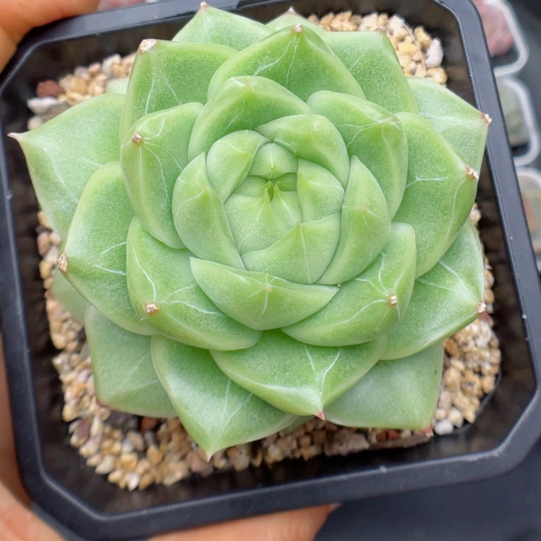 多肉植物麦杆个体16