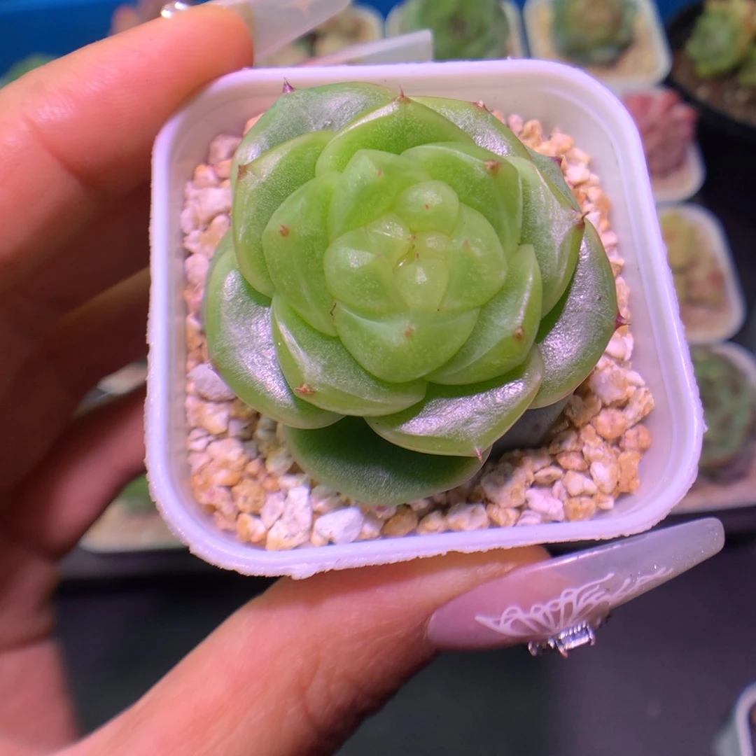 ?****马多肉植物珍妮个体