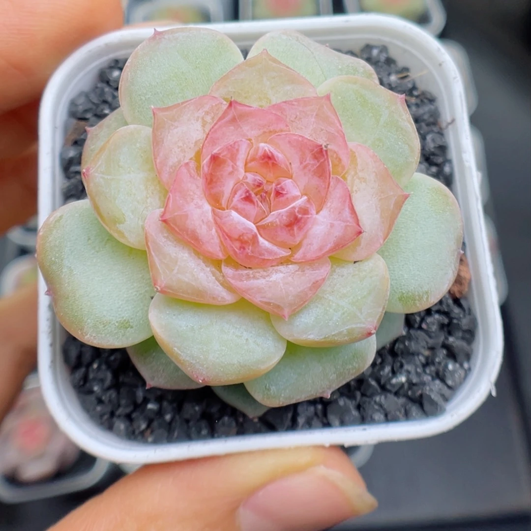 多肉植物糖心个体2