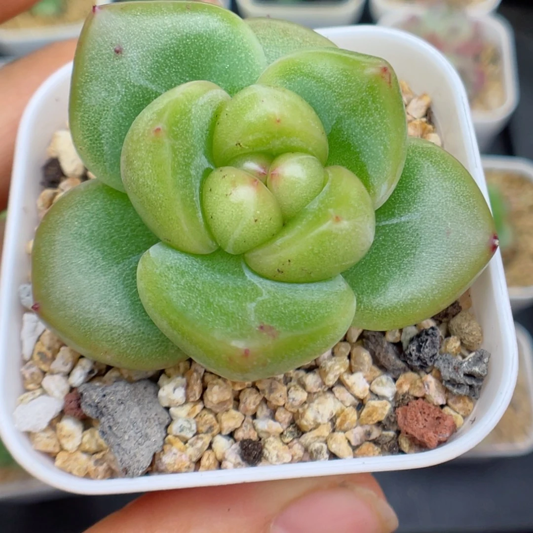 多肉植物珍妮个体10