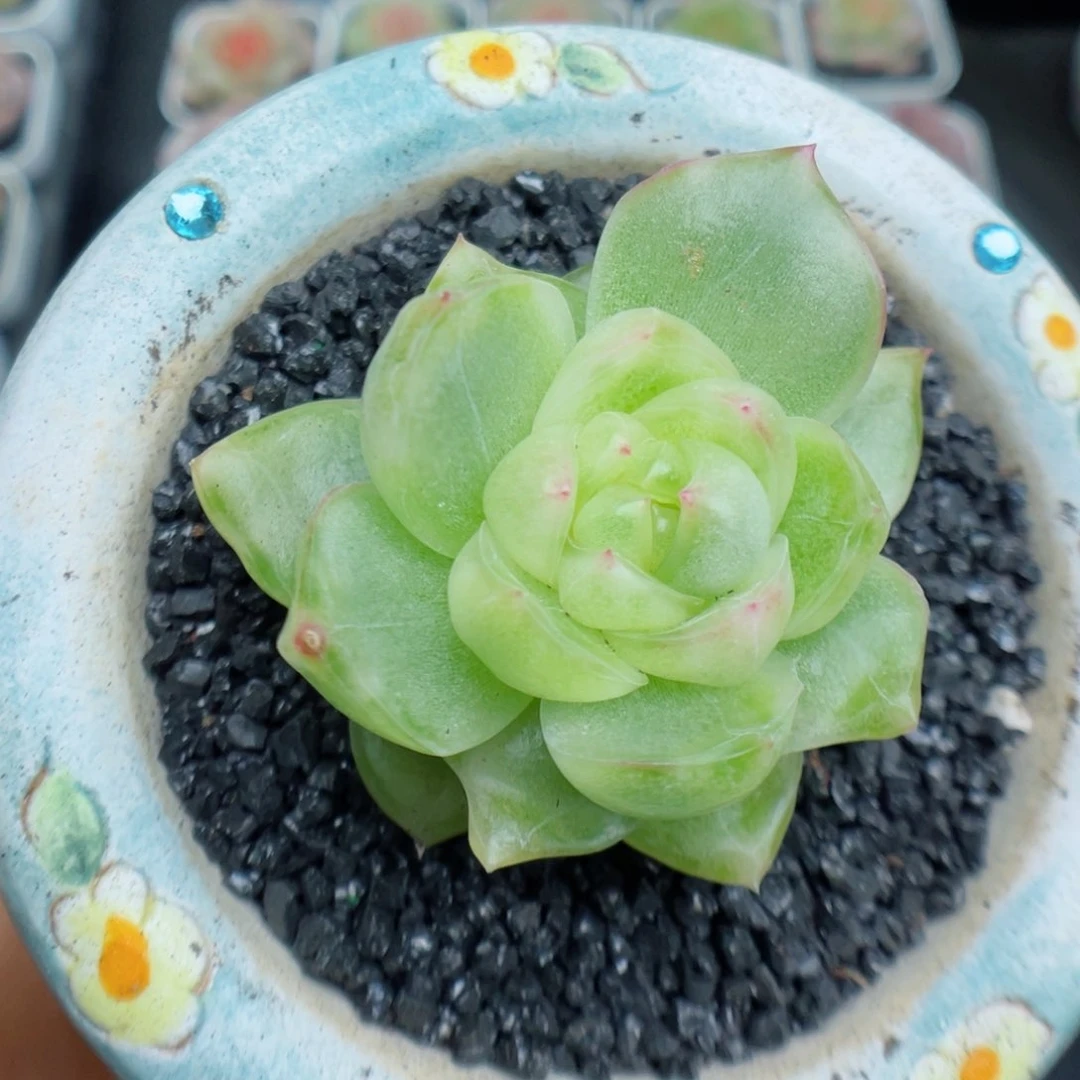 多肉植物水晶珍妮锦16