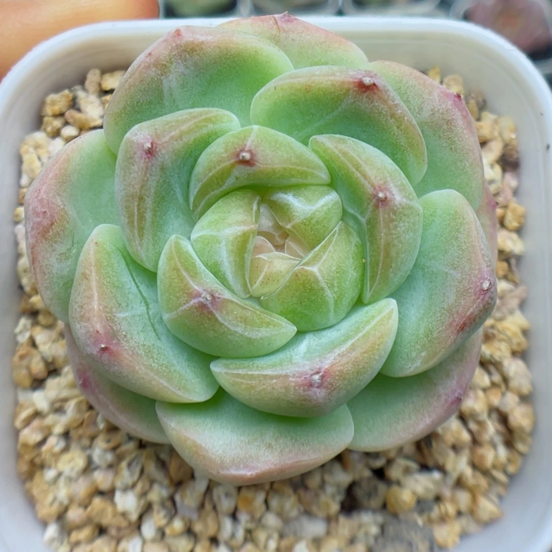 多肉植物糖心个体59