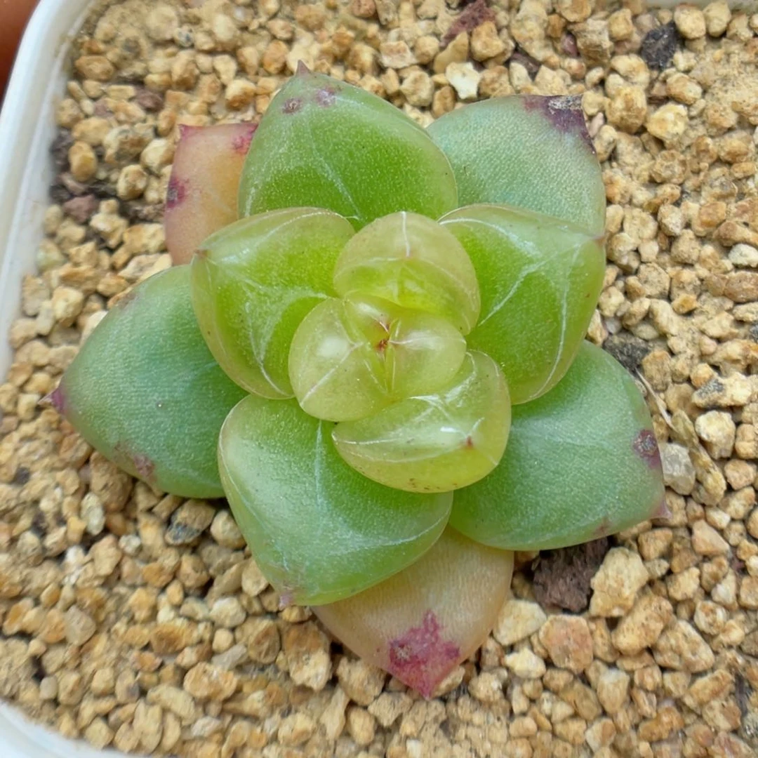 多肉植物珍妮个体31