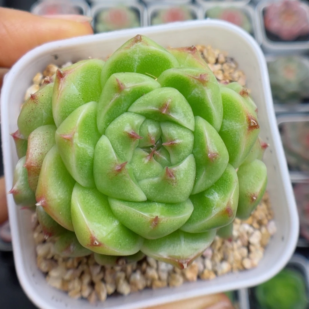 多肉植物麦杆群51