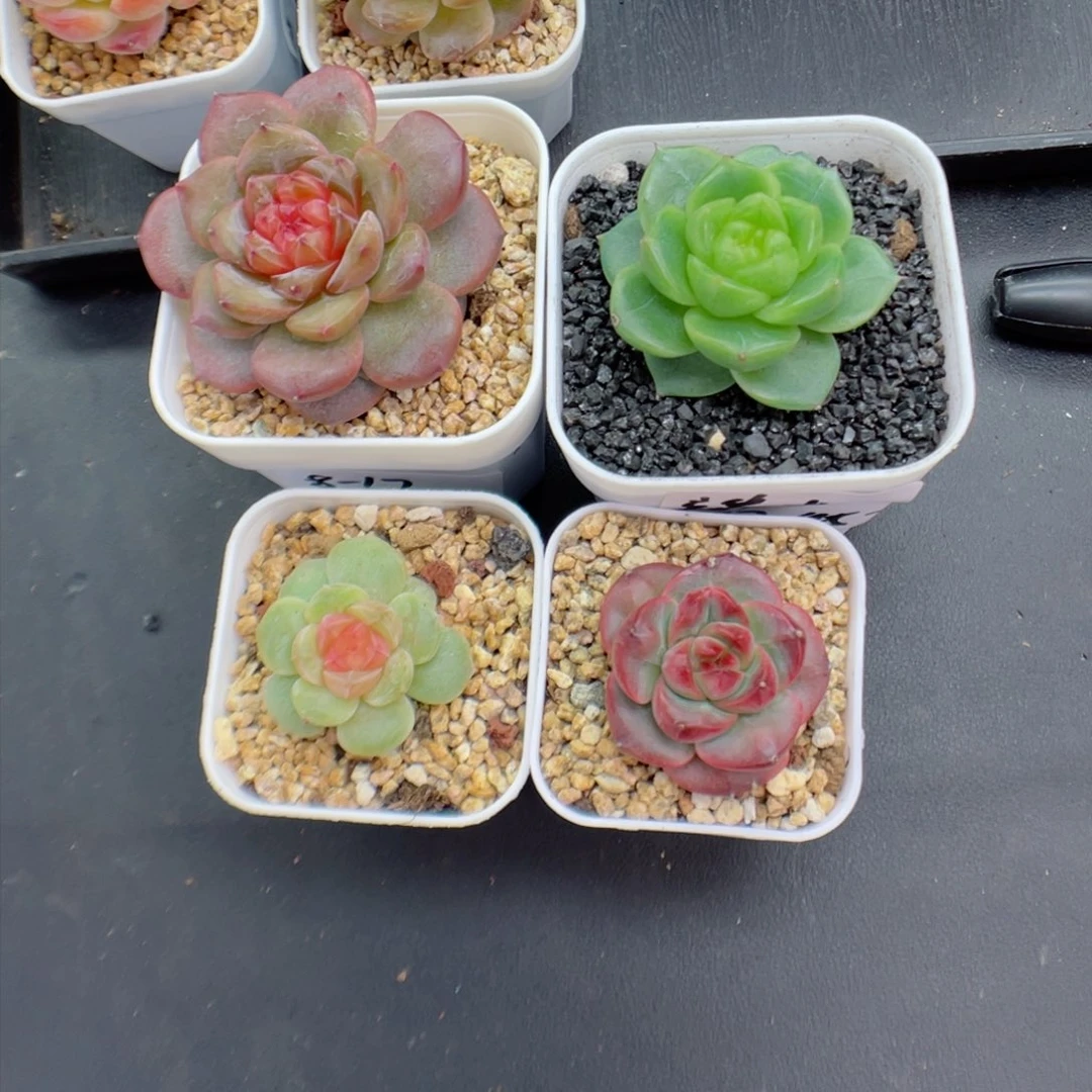 端**雪多肉植物糖心珍妮个体
