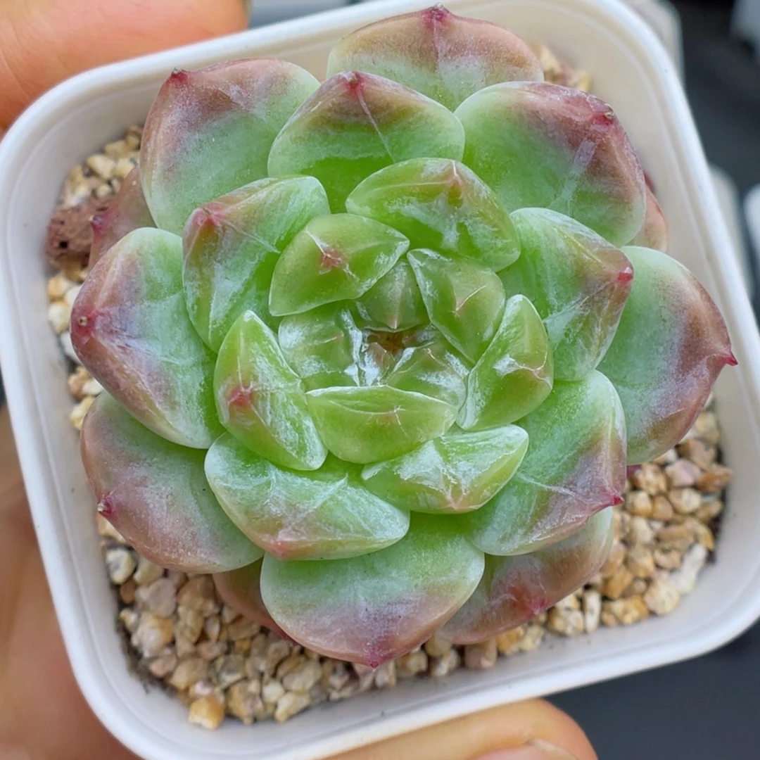 多肉植物冰魄个体12