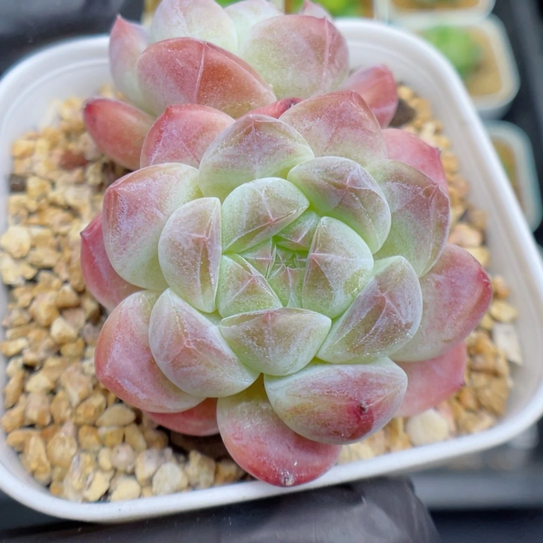 多肉植物冰魄个体13
