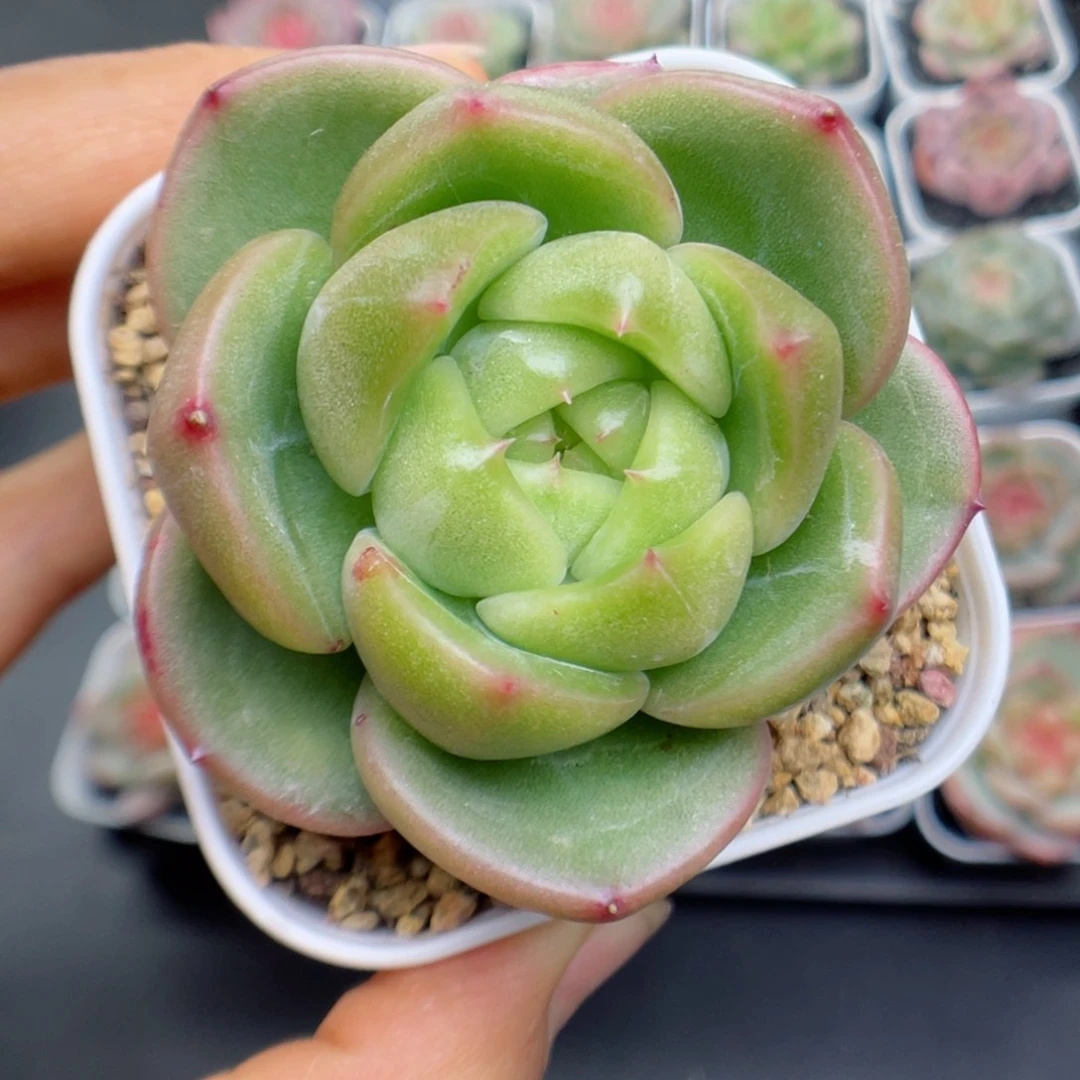 多肉植物玉骨珍妮24