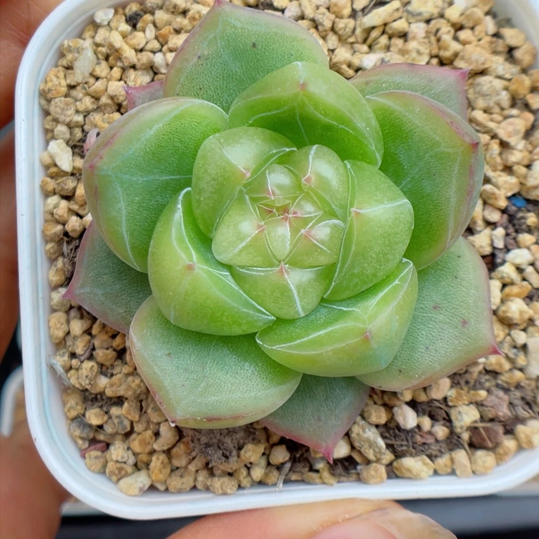 多肉植物珍妮个体2