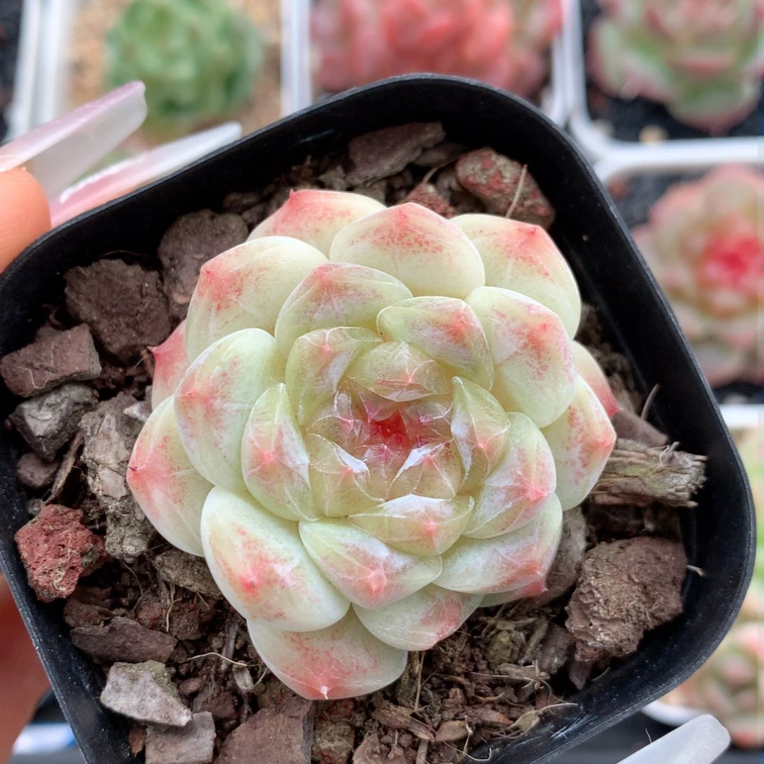 小****学多肉植物冰魄个体