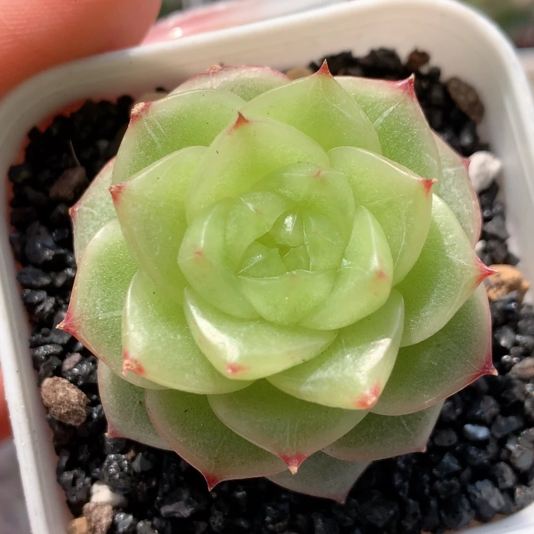 多肉植物杜若珍妮42