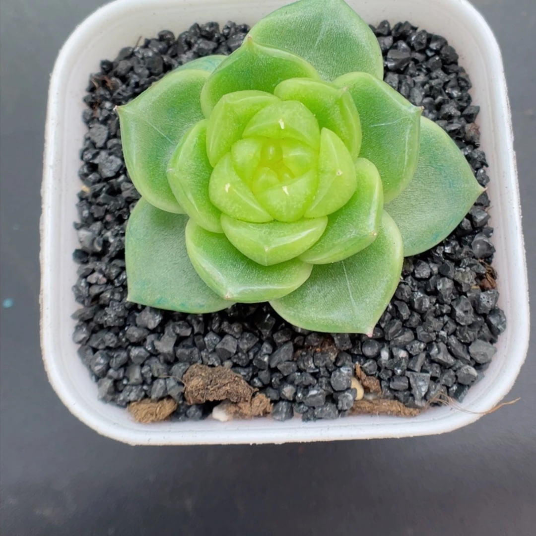 逗*的多肉植物珍妮个体