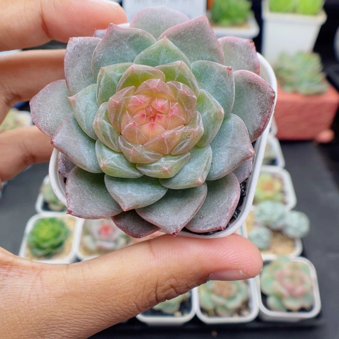 多肉植物糖心系列13