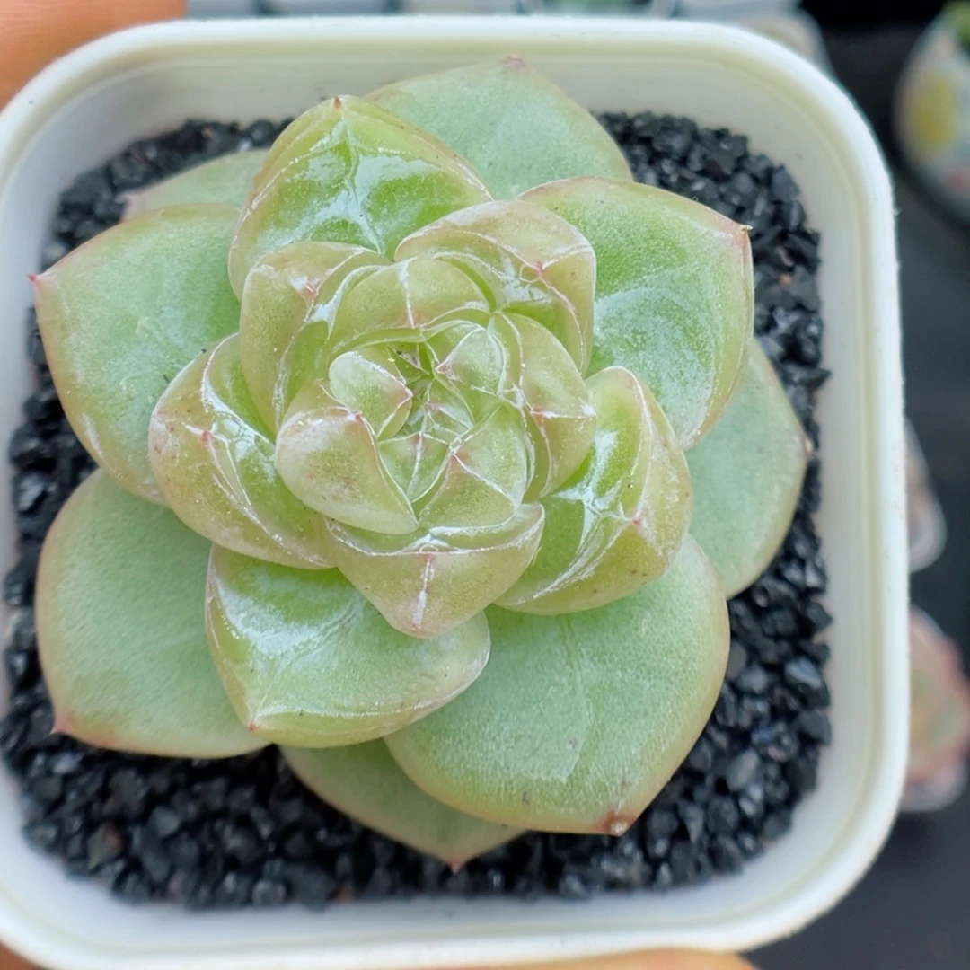 多肉植物珍妮个体49