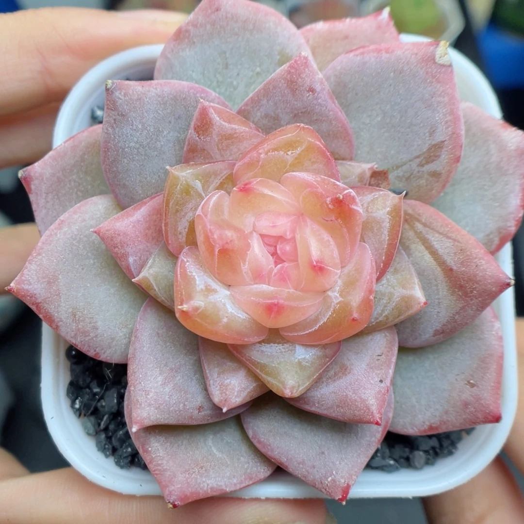 多肉植物糖心单头23