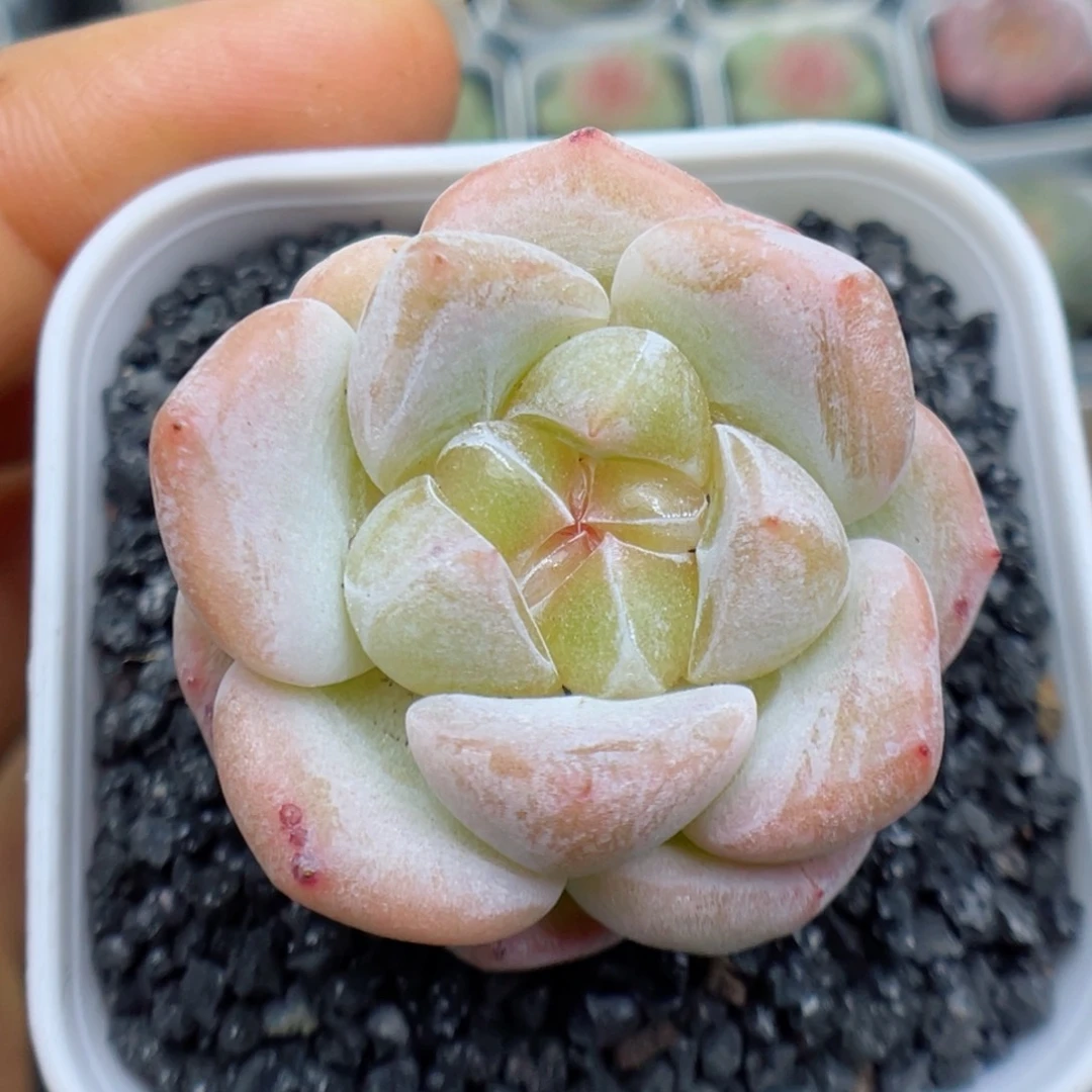 多肉植物糖心个体57