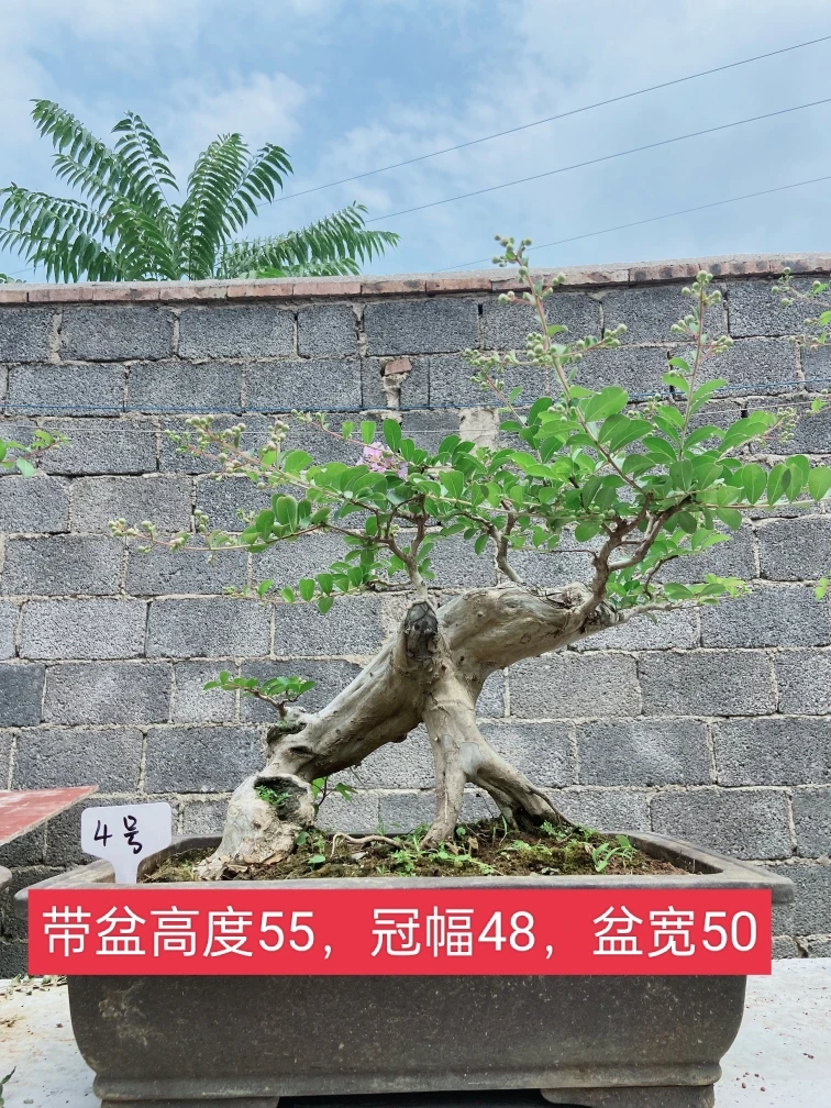 原生山采小叶紫薇老桩盆景盆栽