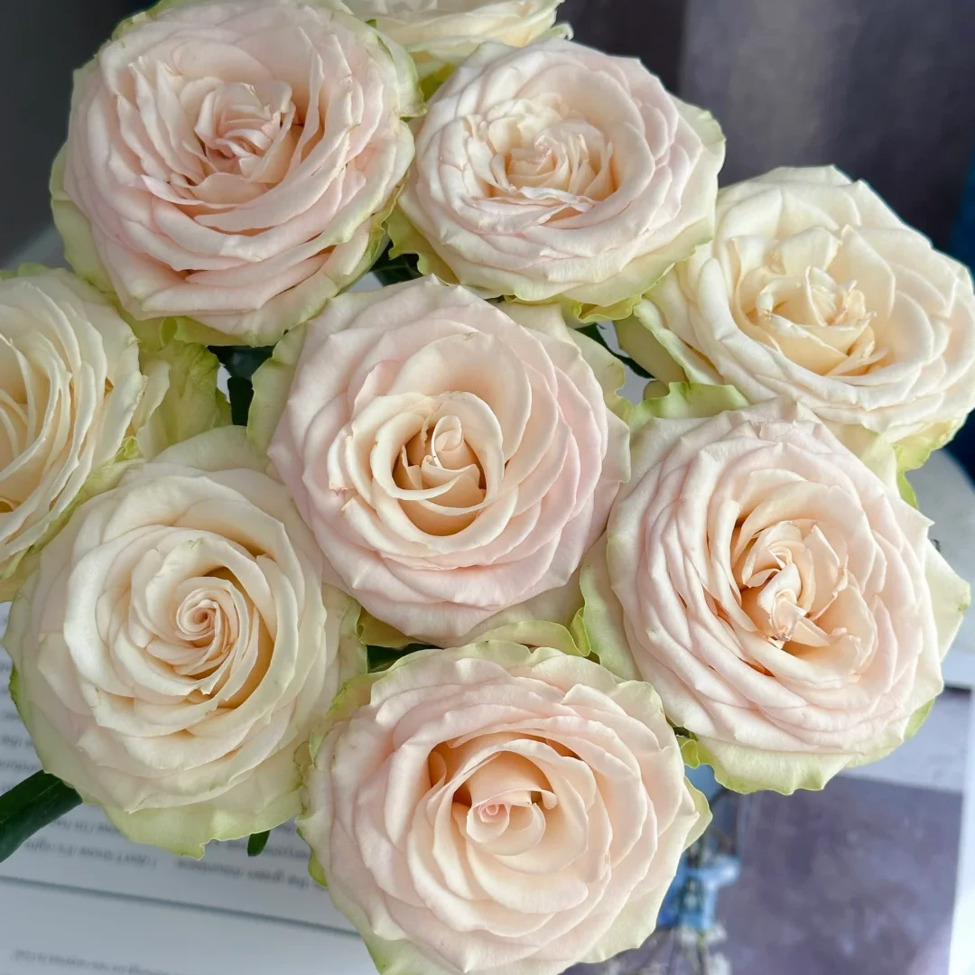 【全疆顺丰包邮】琉璃翠玫瑰16枝（多给4枝售后）