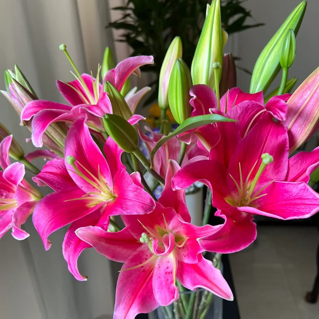 【全疆顺丰包邮】特红香水百合5支2头