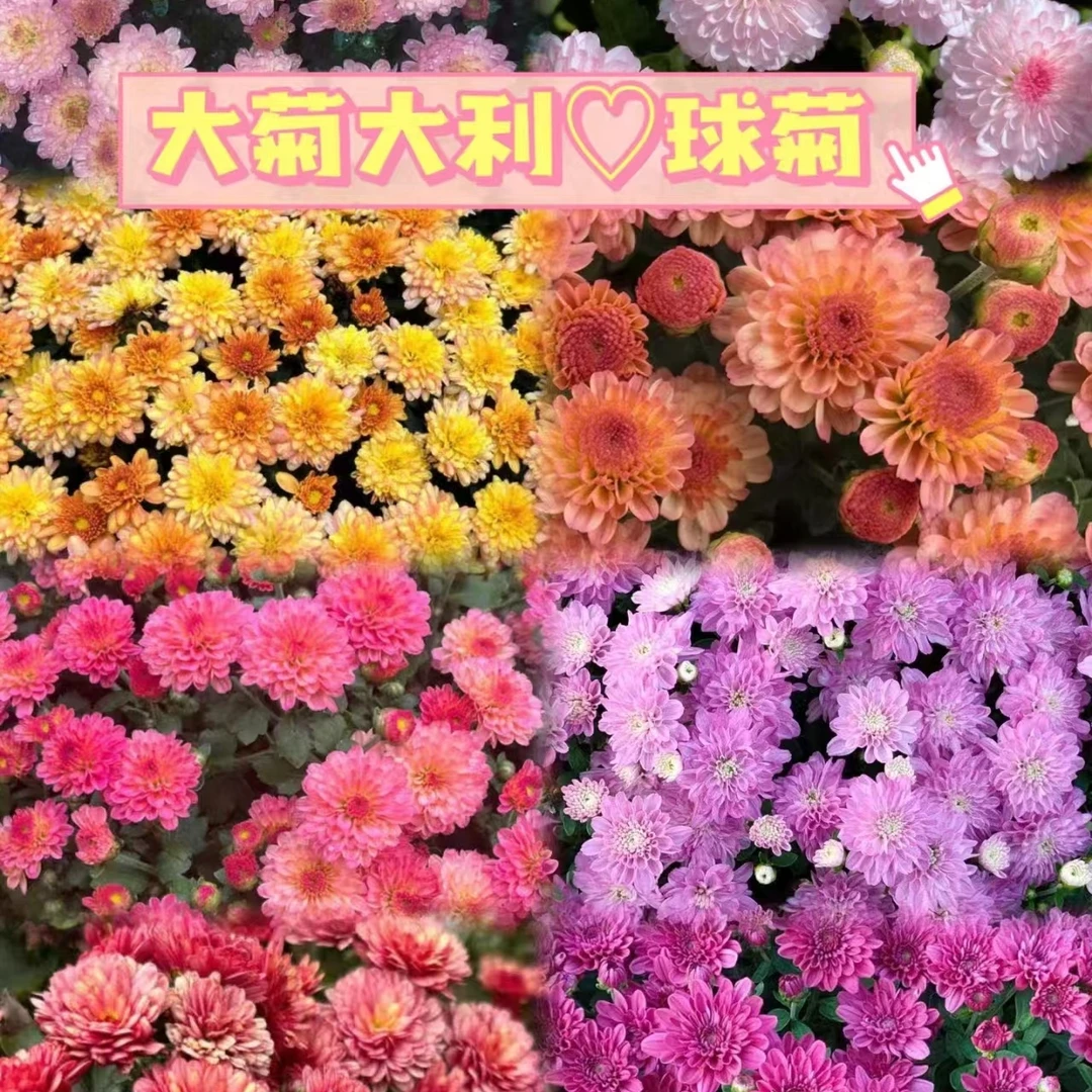 【球菊有点焦叶】基地直发不售后（运输途中有黄叶折损介意勿拍）