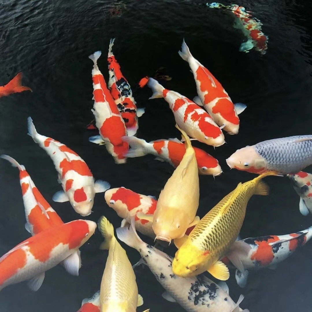1链接 冷水观赏鱼活体锦鲤冷水鹦鹉红白三色淡水鱼耐活好养