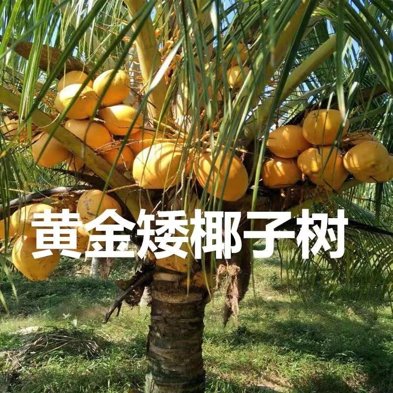 正宗大果奶香矮椰子苗黄金椰子苗耐寒果树南方种植庭院四季可种